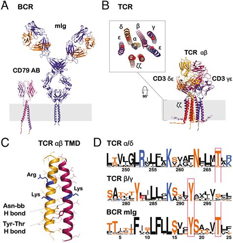 T Cell And B Cell Antigen Receptors Share A Conserved Core, 42% OFF