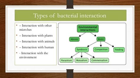 Bacterial Relationships