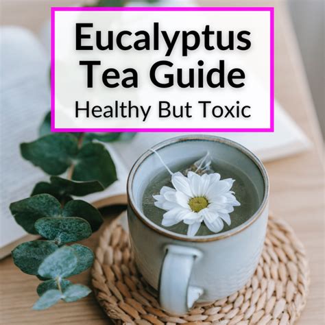 Eucalyptus Tea Guide Healthy But Toxic