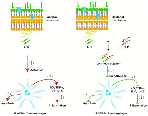 The Schematic Illustration Of The Possible Mechanism By Which CLP