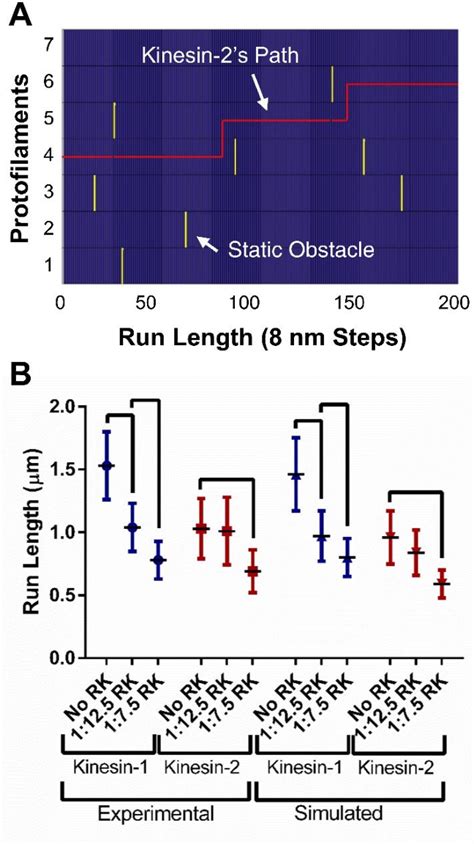 Figure From The Role Of Kinesin In Navigating Microtubule