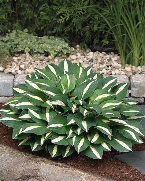 Хоста White Bikini Питомник Федотово