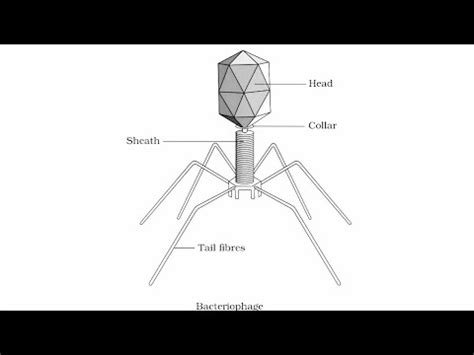 Diagram Of Bacteriophage Well Labelled Diagram Bacteriophage