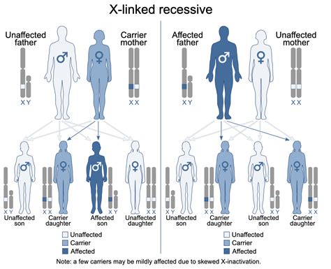 Inheritance Of X Linked Traits Wize University Biology Textbook