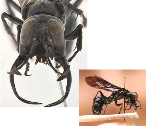 Species New to Science: [Insect • 2012] Megalara garuda | Garuda Wasp ...