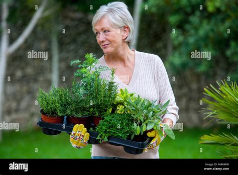 Senior Woman In Garden Holding Plants Stock Photo Alamy