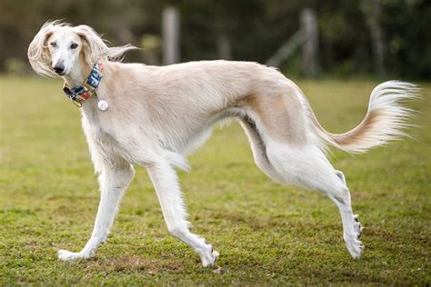 Conoce Al Perro Saluki Delgado Y Resistente