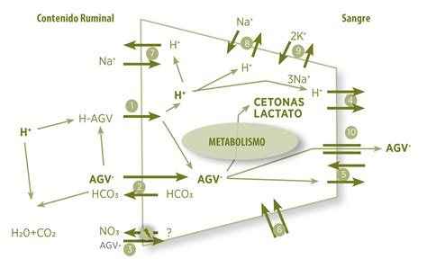 Metabolismo De Cidos Grasos Vol Tiles