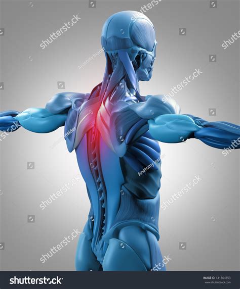 Upper Back Anatomy / Back Anatomy Best Back Workout Lower Back Pain 5