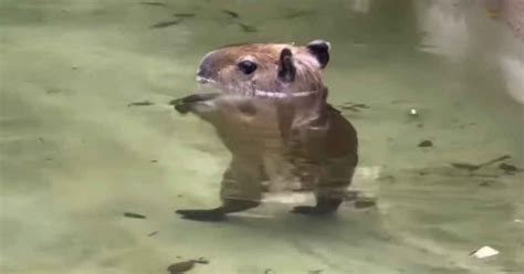 Baby Capybara Thriller Dance at Miami Zoo Goes Viral | FaithPot