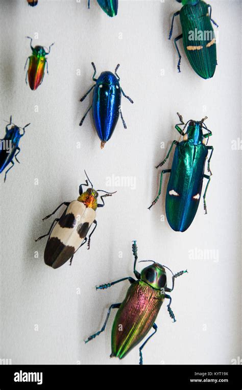 Bug Display