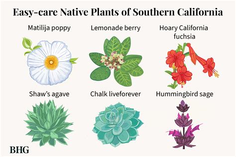 Indigenous Plants