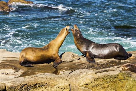 Seals Play in La Jolla Cove Stock Image - Image of states, attraction ...