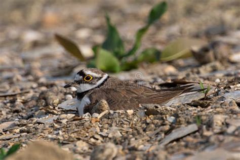 Little-ringed Plover Nesting on the Ground Stock Image - Image of ...