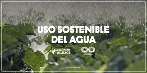 Tipos De Riego De Uso Sostenible Del Agua Para Su Conservación