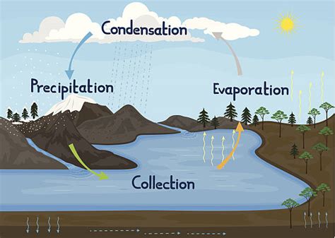 Infiltration Water Cycle Definition