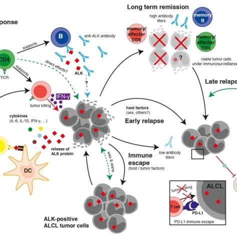 Current Understanding Of The Immune Response Against Anaplastic