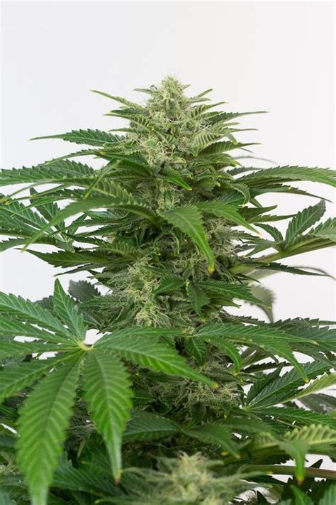 Comprar Semillas De Auto Haze Cbd De Dinafem C Mocultivo