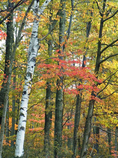 Ilmaisia Kuvia puu luonto metsä haara auringonvalo puun lehti