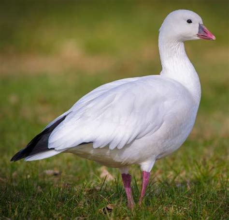 Ross's goose | American birds | Birds of India | Bird World