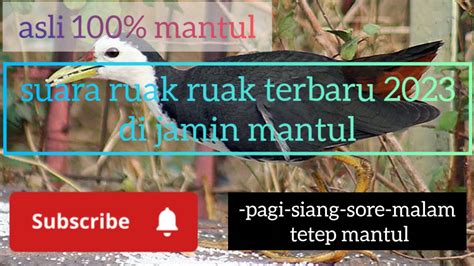 Suara Ruak Ruak Pikat Terbaru 2023 Di Jamin Mantul YouTube