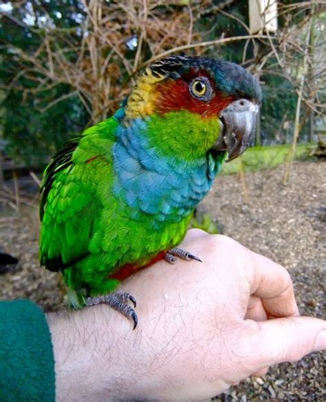 100 best Unusual and Rare Parrots images on Pinterest | Exotic birds ...