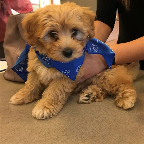 bronx county animal hospital bronx ny 7