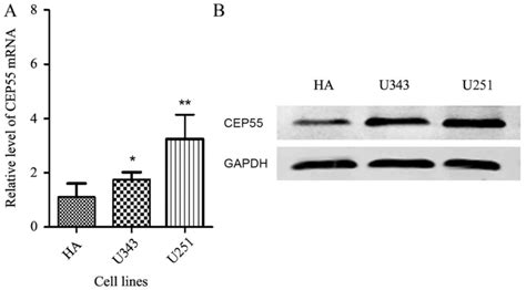 Cep55 Promotes Cell Proliferation And Inhibits Apoptosis Via The Pi3k