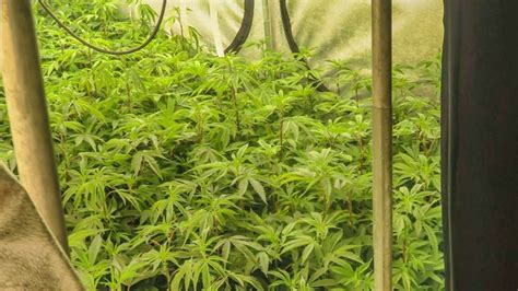 Wetteraukreis Ermittler Nehmen Illegale Cannabis Plantage Hoch