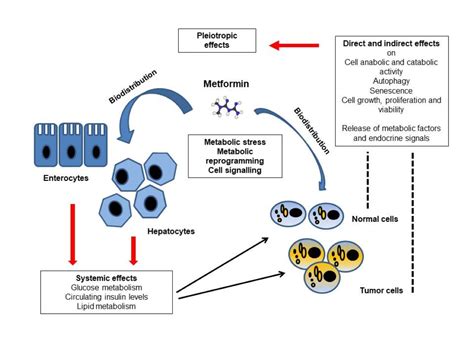 Ijms Free Full Text Integrated Or Independent Actions Of Metformin