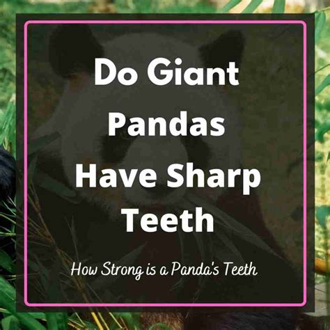 Do Giant Pandas Have Sharp Teeth? [Explained]