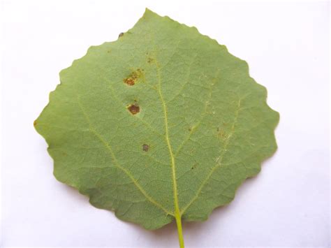 Gall Aspen Doncaster Naturalists Society