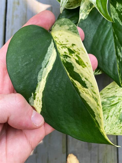 Marble Queen Pothos The Indispensable Care Guide