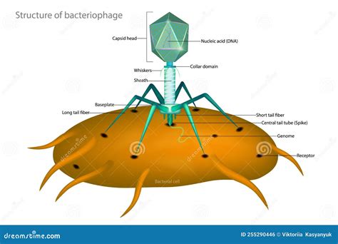 Bacteriophage and Bacterial Cell. Structure of a Typical Virus Phage ... 