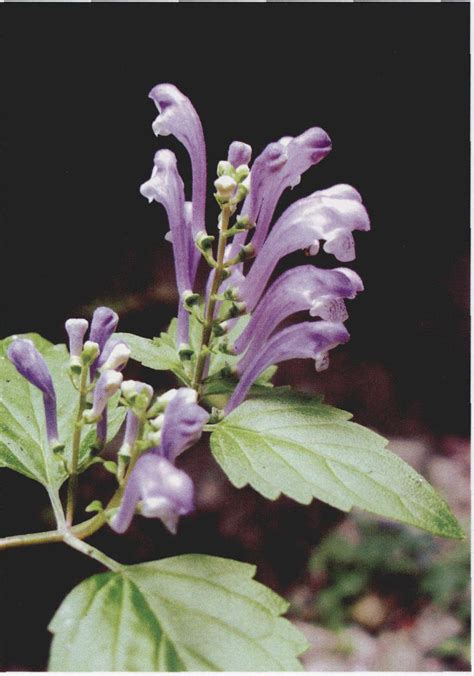 岩藿香 秦巴野生植物 图片