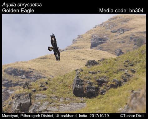 Aquila chrysaetos (Linnaeus, 1758) - Golden Eagle | Birds