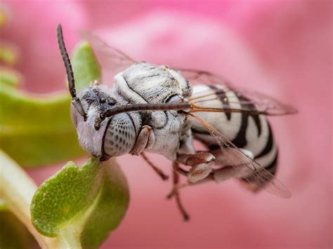 Coolest Looking Bee Ive Ever Seen Fast Asleep Found In Draper Utah