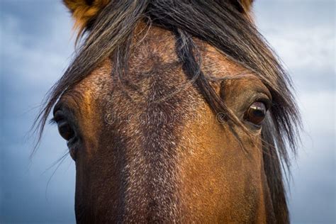 Horse Stare Picture Image 718813