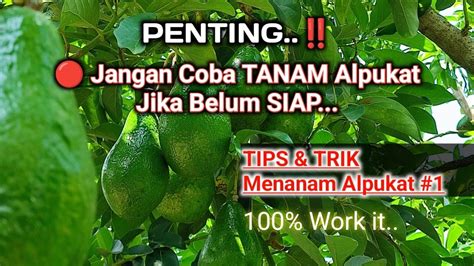 Penting Tips Dan Trik Berkebun Alpukat Tanaman Tumbuh Sehat Berbuah