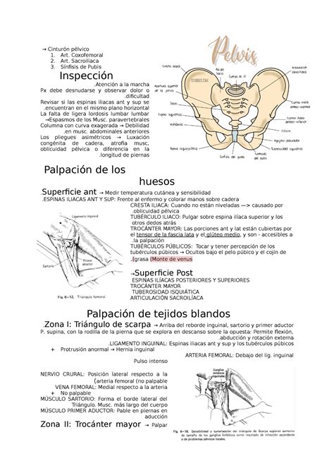 Exploración de cadera y pelvis Cinturón pélvico 1 Art Coxofemoral