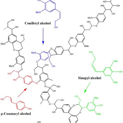 Structure of cellulose. | Download Scientific Diagram