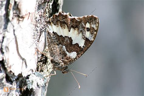 Wei Er Waldportier Raupe Bild Bestellen Naturbilder Bei Wildlife Media