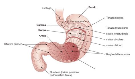 Stomaco