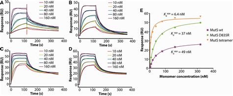 DNA Binding By The MutS Dimer And Tetramer SPR Measurements Of Binding