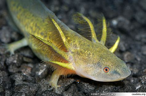 Barred Tiger Salamander Larvae