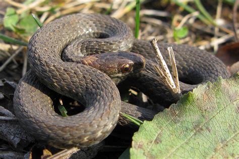 Fileredbelly Snake Storeria Occipitomaculata Occipitomaculata