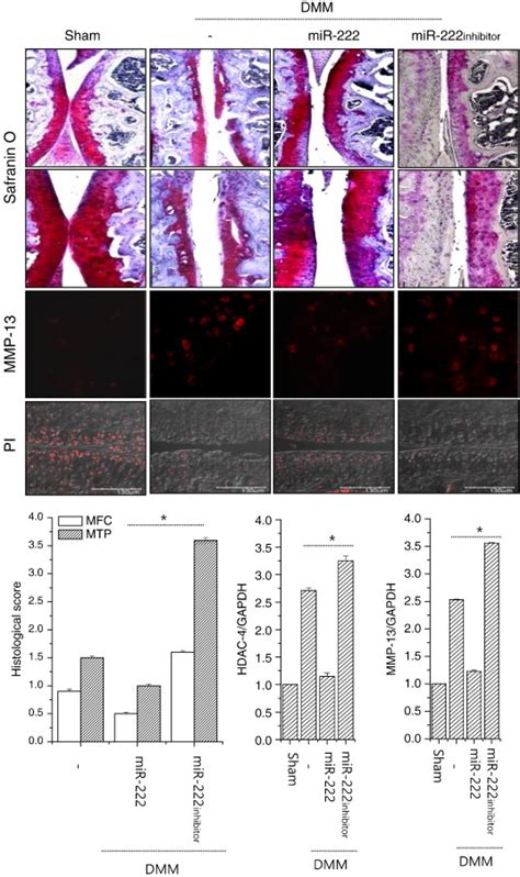 Mir 222 Involved In The Pathogenesis Of Oa In Dmm Mice Mouse