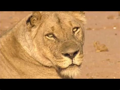 OMG Lions Are On The Loose In Mpumalanga YouTube