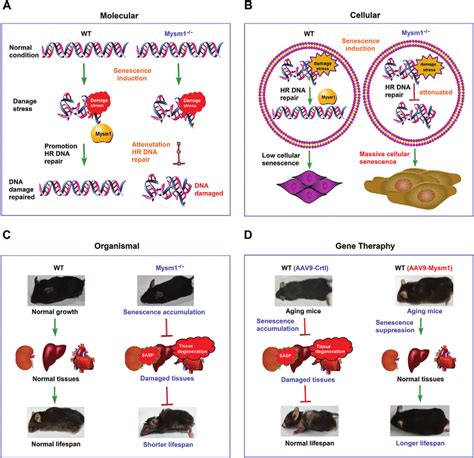 Mysm1 Is A Key Suppressor Of Aging And Aging Related Pathology A The Download Scientific