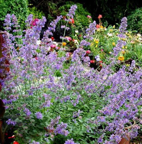 Nepeta Six Hills Giant Caragh Nurseries